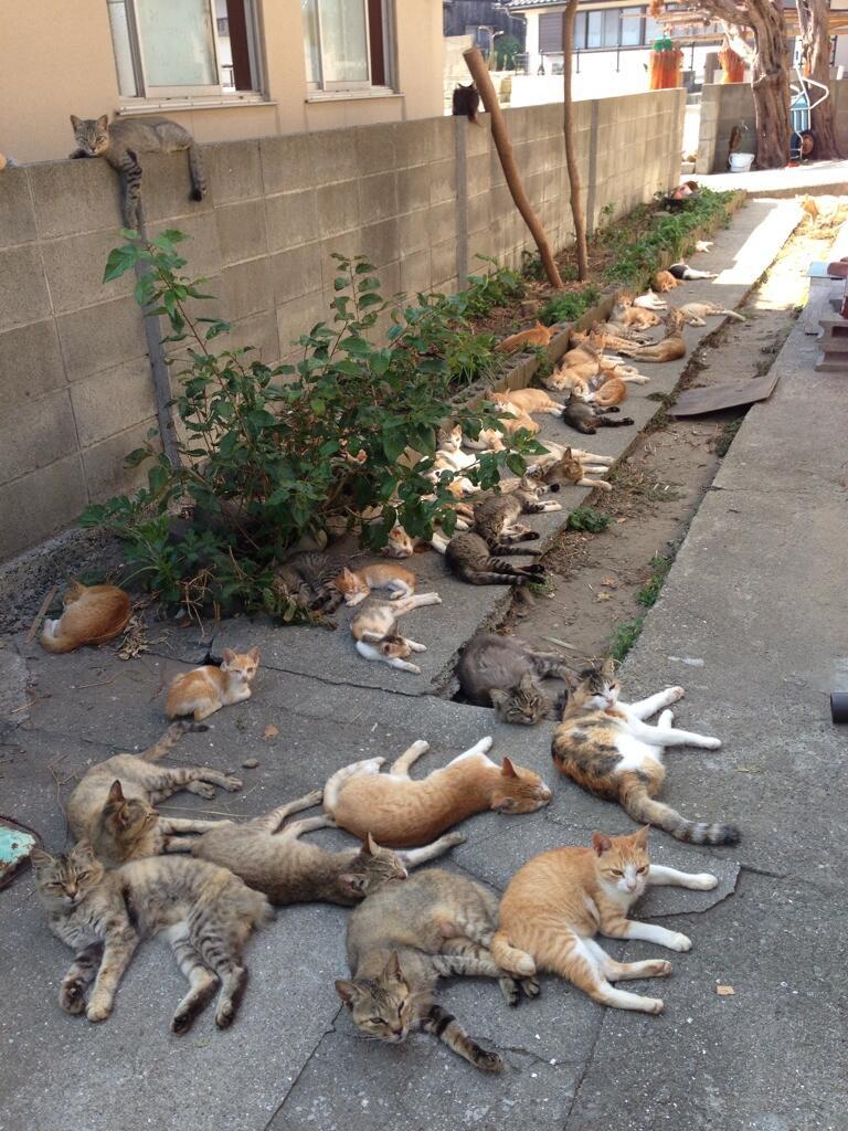 soundlyawake:  catsareassholes:  this is the laziest fucking gang I’ve ever seen