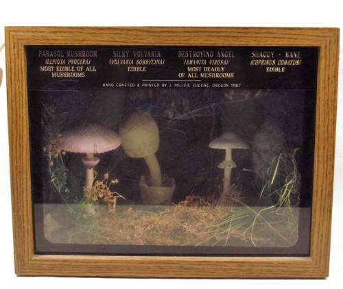 thingsunderglass: J. Miller (American), Lighted Shadowbox of Some Mushrooms in the Region of Oregon,