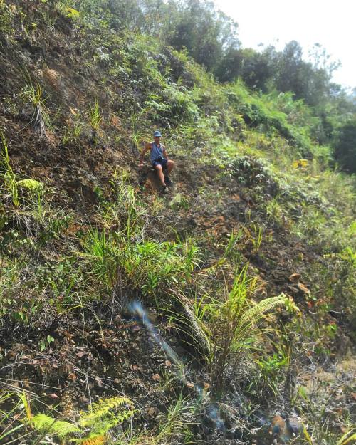 Searching for Nepenthes #carnivorousplants #sabah #malaysia #borneo #climbing #pitcherplant #venusf