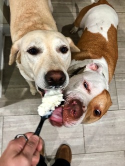 chin-upp-kid:  These are my pups and they like ice cream as much as I do🍦