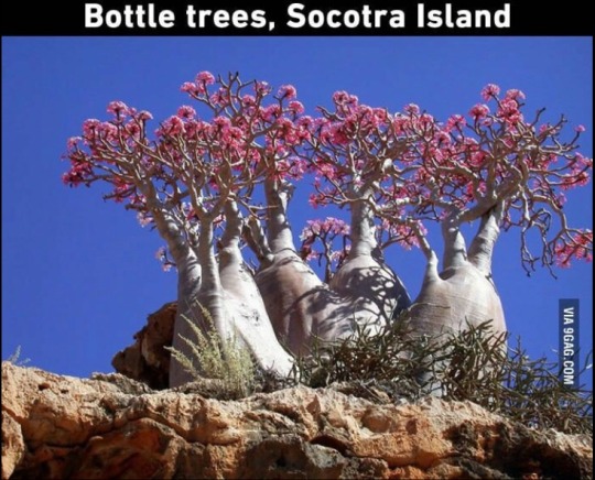neurodivergent-crow: scienceampersandfantasy:    THIS IS WHAT I MEAN WHEN I SAY TREES ARE COOL 