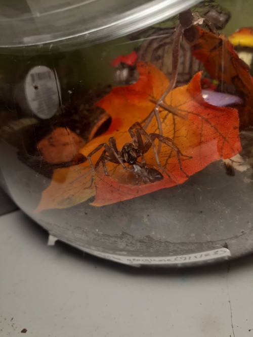 Fed A Bunch Of Spiders Tonight