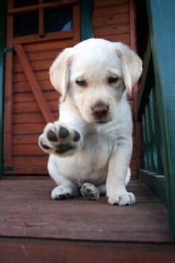 lolcuteanimals:  &ldquo;Shake my paw!&quot;  Sweet yellow lab puppy.   AWEEEE