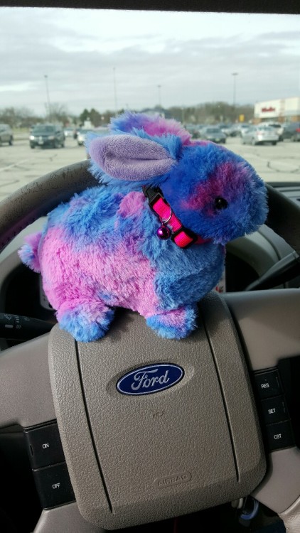 the-littlest-panda-princess:  Cujo the bunny and his kitty collar