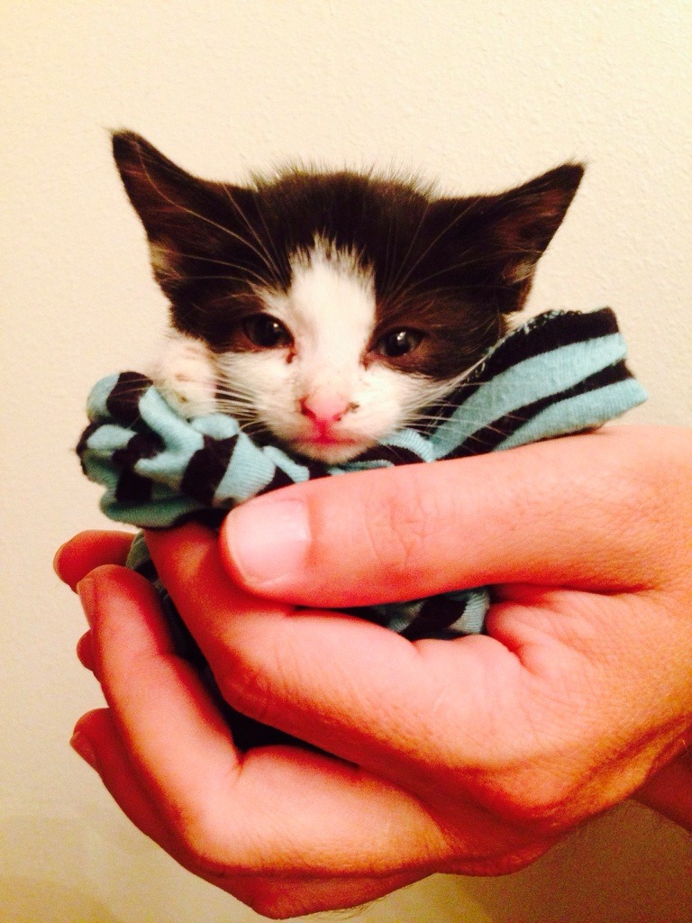 cute-overload:  Big hands little kittyhttp://cute-overload.tumblr.com source: http://imgur.com/r/aww/XrKsc1v