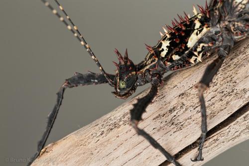 invertebrates:  a bunch of beautiful Parectatosoma hystrix! they’re stick insects from madagascar (source) 