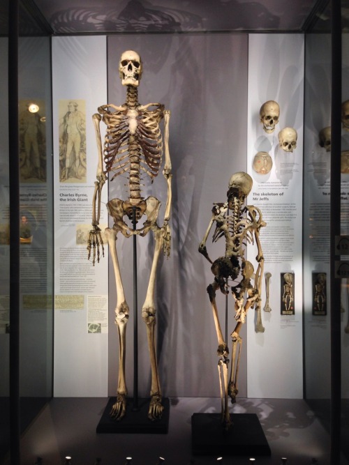 super-who-lock-is-team-jem:  crookedindifference:  I spent the afternoon at the Hunterian Museum in London.  I need to go here. 