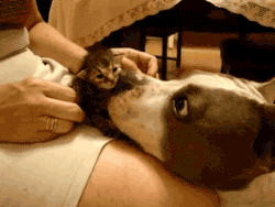 the-absolute-best-posts: tongue punching a kitten