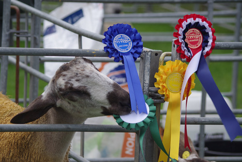 Some more sweet faces from last Saturday’s Borders Union Agricultural Society show. The first three 