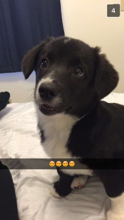 handsomedogs:Border collie/corgi , Winnie.