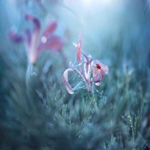 floralls:    Macro in blue by  Alina Shevelina   