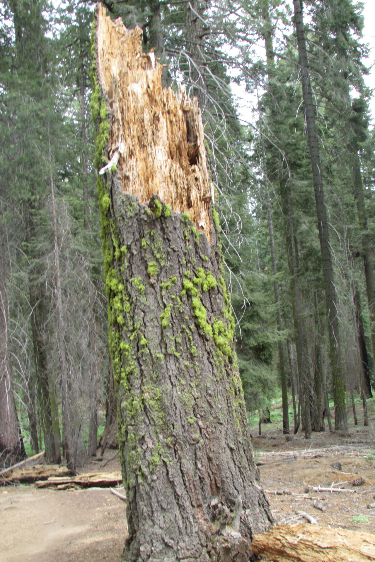 letsbeforestfriends:  A beetle infested tree that broke apart.  Original Photography