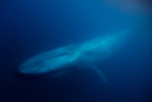 thelovelyseas: Blue Whale by BigAnimals.com