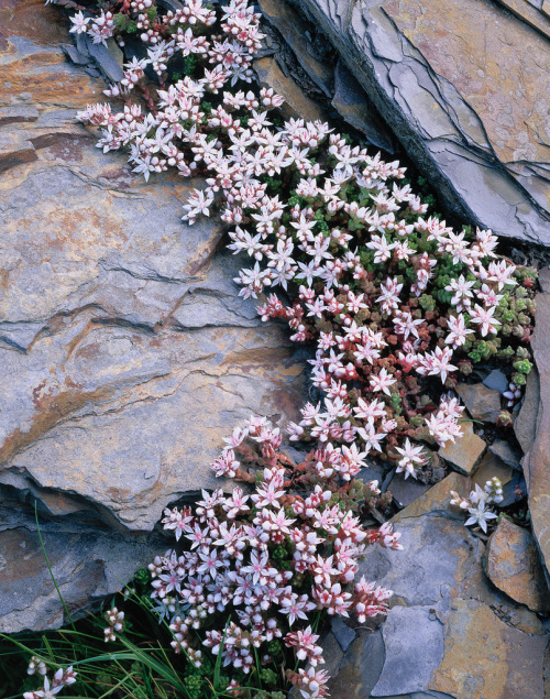 rivermusic:English Stonecrop (by Tim Parkin)