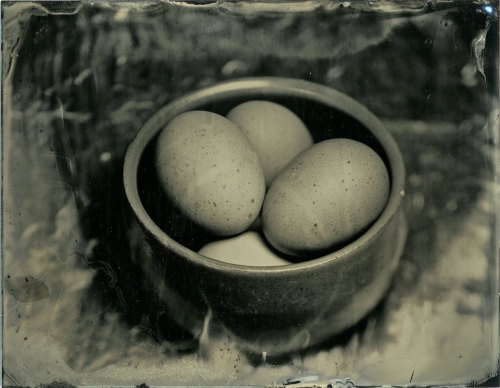 brookelabrie:organic eggs in a bowl - tintype photograph{ now available in my etsy shop }© BL