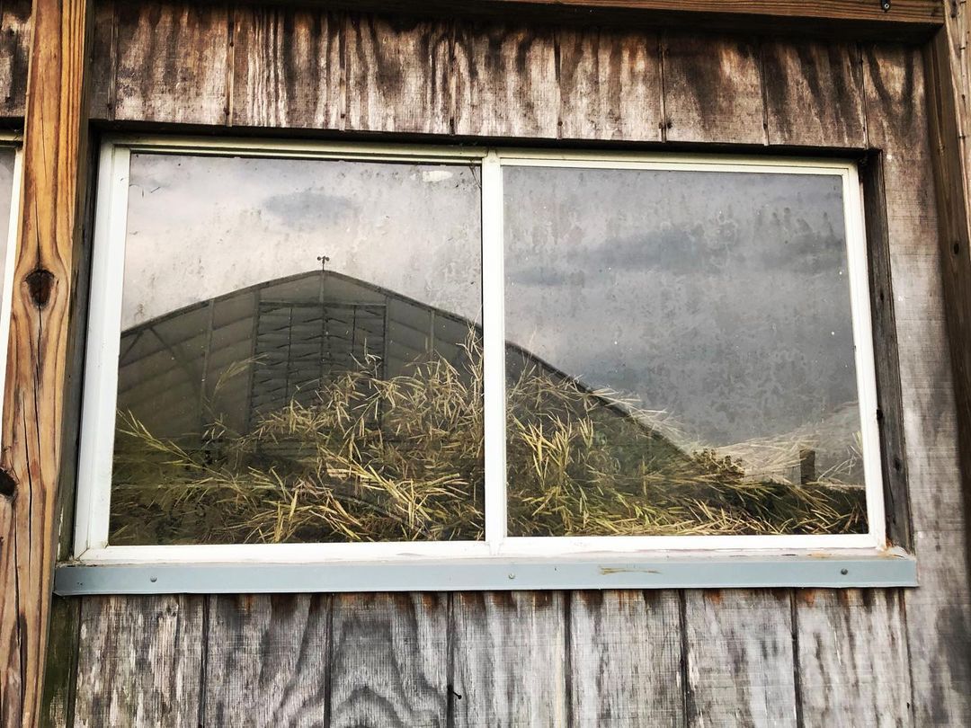 Ethiopian Mustard seed pods drying on a table and pressed up against the glass of of the barn, with a high tunnel and its wind gage reflected under a stormy sky. It’s seed harvest season!
https://www.instagram.com/p/Cf7ib0iumFz/?igshid=NGJjMDIxMWI=