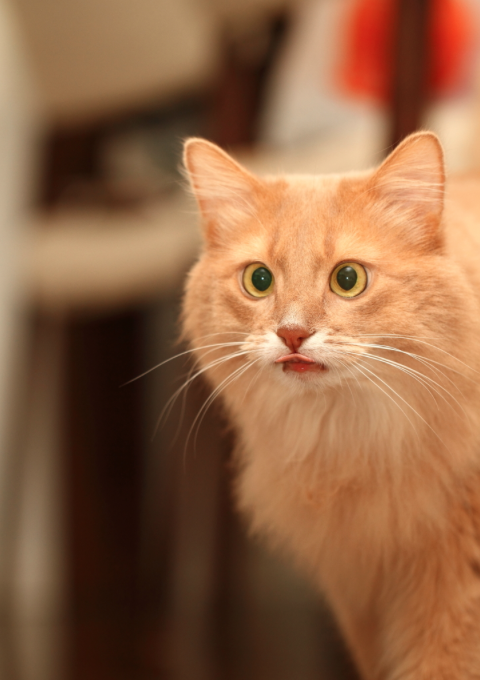 catsbeaversandducks:  Mocha is quite possibly the most photogenic cat ever. Photos by ©kawauso-papa 