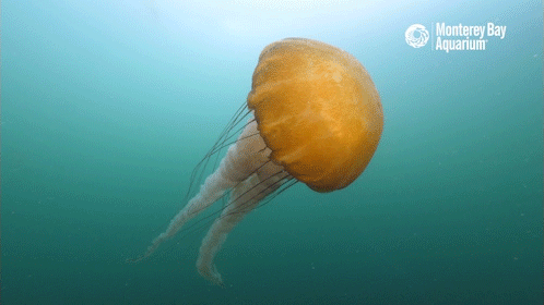 montereybayaquarium:A few minutes of pelagic magic with wild sea nettle jellyfish, filmed just off t montereybayaquarium:A few minutes of pelagic magic with wild sea nettle jellyfish, filmed just off t