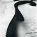 zegalba:Brett Weston: Dune, Oceano (1934)