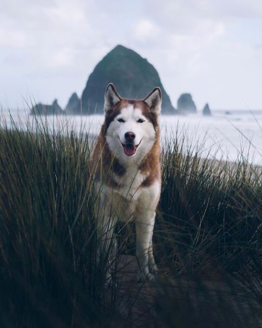 The adventure huskies