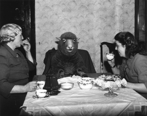 Burchell/Stringer: 1st March 1949: Farmer Mrs Maud Lee and her daughter Pat enjoy elevenses at their