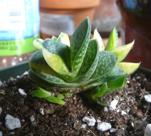 Little Gasteria pups peeping out from under their mother’s leaves.