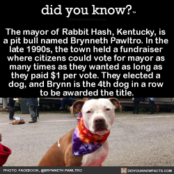 did-you-kno:  The mayor of Rabbit Hash, Kentucky,