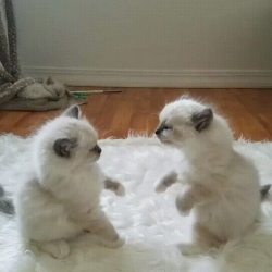 dawwwwfactory:  Kitten fight! Click here