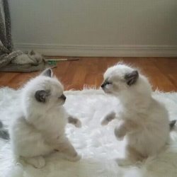awwww-cute:  Kitten fight! (Source: http://ift.tt/2iqWGxl)