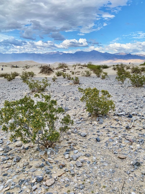 Mesquite, Gravel and Sand Dunes, Near Stovepipe Wells, Death Valley National Park, California, 2020.