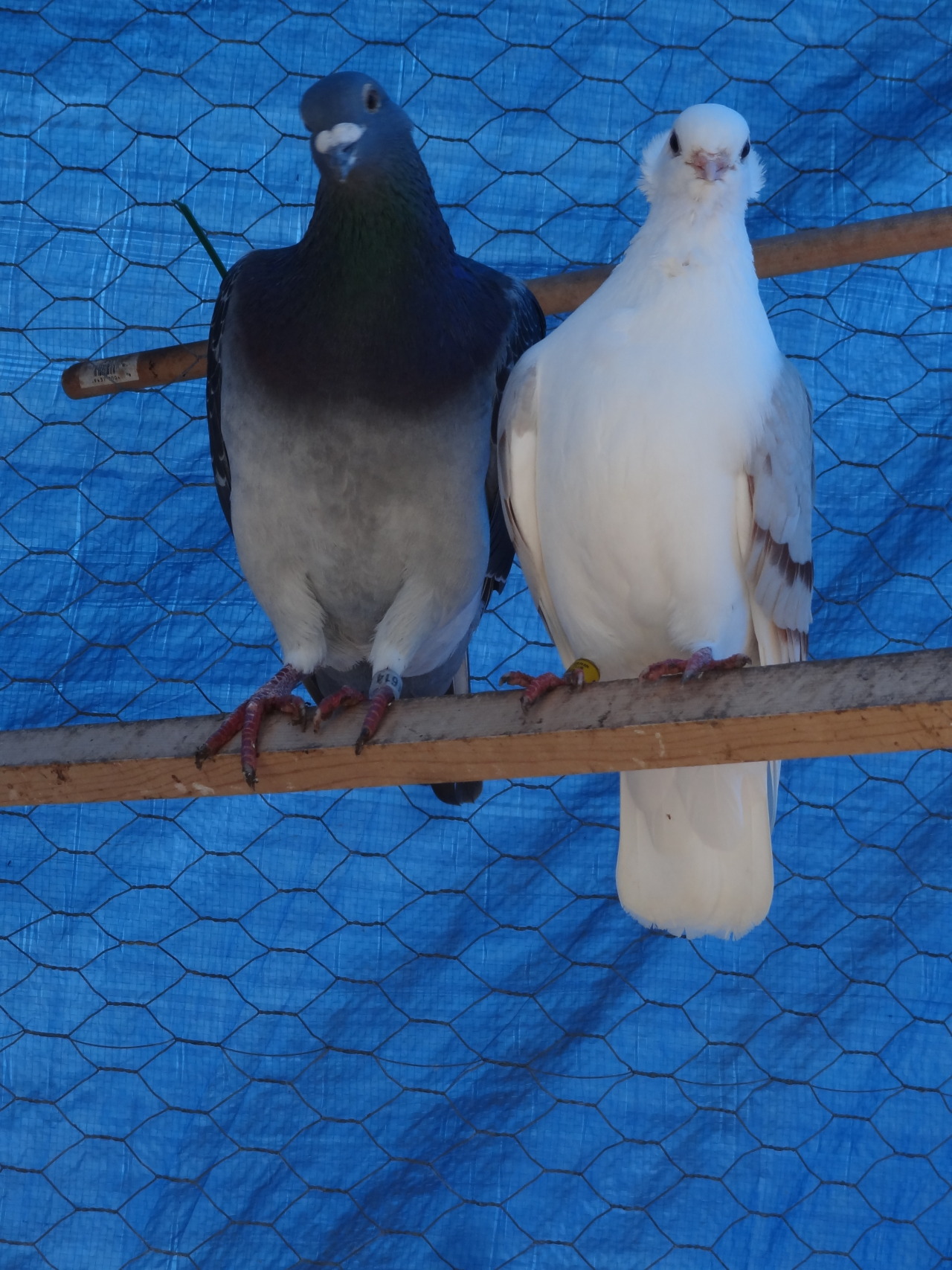 pacificpikachu:  These two are just the cutest little lovey-dovey pigeons. The big