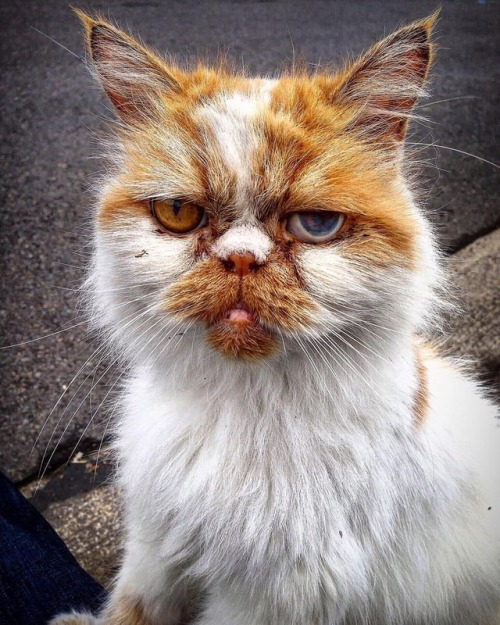 Ugly McCat Portrait#cat #cats #kitty #uglycat #uglymccat #orangecat#yourcatphoto #purrrtastic#