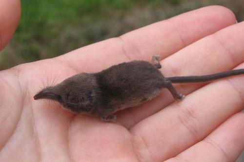 sevenpencee: The Etruscan shrew (Suncus etruscus) and Kitti’s hog-nosed bat (Craseonycteris th