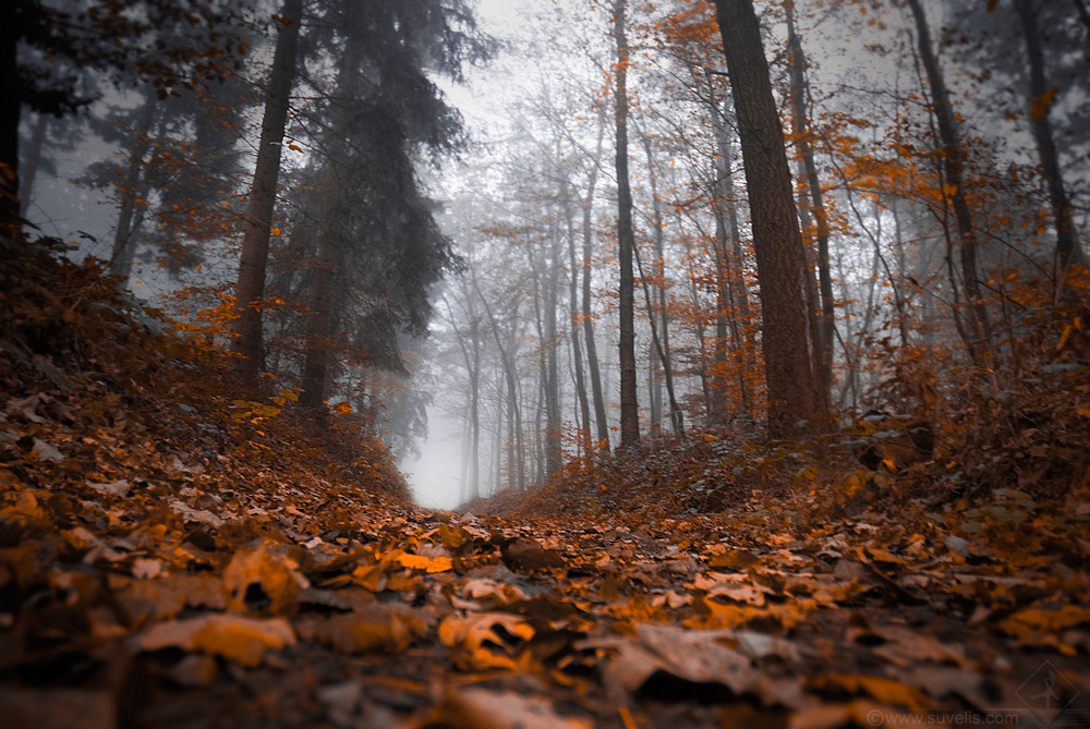 megarah-moon:  “Misty Autumn” by  Roan Suvelis  