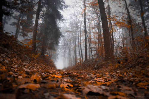megarah-moon:  “Misty Autumn” by  Roan Suvelis  