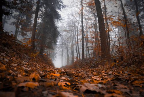 XXX megarah-moon:  “Misty Autumn” by  Roan photo