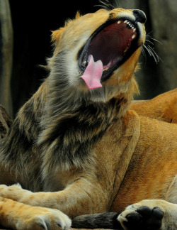 llbwwb:   Lazy Lion (by Eve’sNature) 