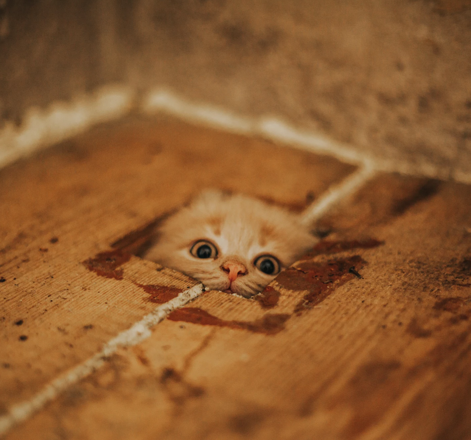 end0skeletal:  by  Taya Iv  