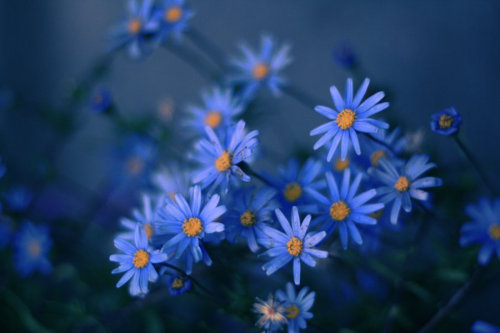 Porn blooms-and-shrooms:  Violet hill by Nackros photos