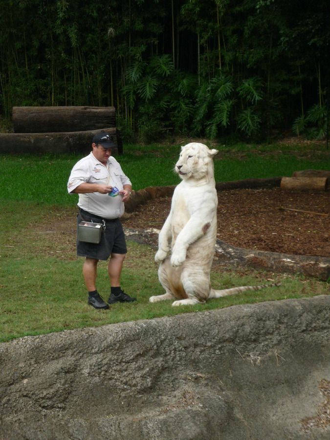 I heard you guys like big cats, especially ones that can stand upright (Source: http://ift.tt/1hsg3E4)
