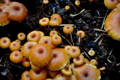 Mushroom people
