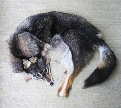 furrywolfcyrus:  thegalaxyfoxx:  lonewolf-den:  blackbackedjackal:  All the coyotes are up now :)! You can see them all on the site.  ooooo i want me some tails!  Omg no!!!!! They were killed why would you buy them!!! D:  “No animals were killed for