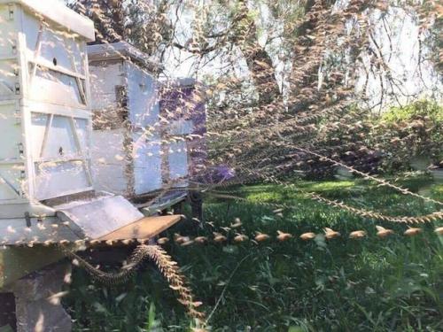 honeystraw: Time lapse in the bee yard