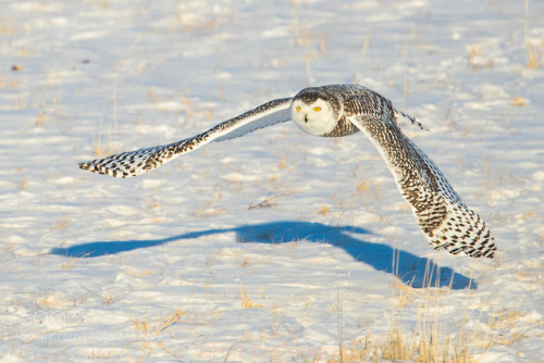 superbnature:母雪鸮“锅炉妹”掠地飞行（1）Female snowy owl’s grazing flight by c293c45ce48f3b43d26defb23a58e8617 h