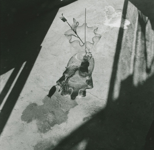 gacougnol:  Takashi KijimaFlower 1947