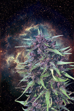 nicole-anna-rickeard:  Weed in space? 