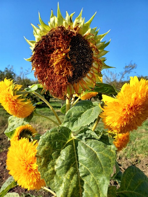 For those of you that were confused about the Teddy Bear sunflowers seeds.