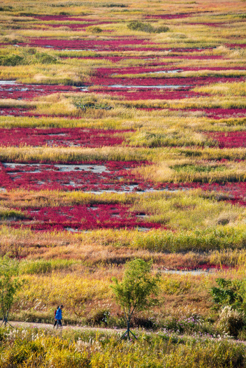 More seepweeds, Gaetgol Ecological Park, Siheung.