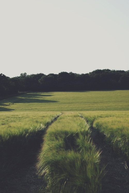 south-england:Tractor Paths »» Thomas Hanks