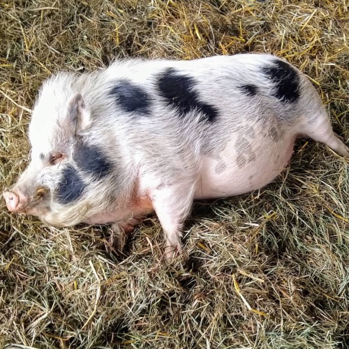 Gizmo would like a belly rub &ldquo;NOW&rdquo;. #2UFarm #pigs #julianna #farming (at Clatska